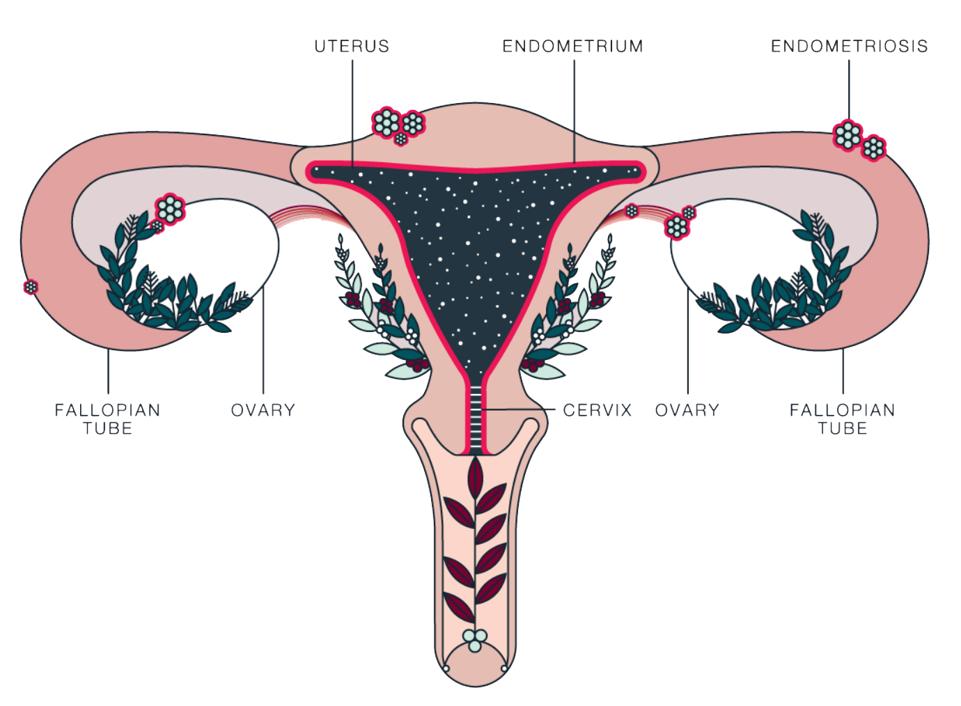 Cómo calcular tu cérvix para elegir copa menstrual